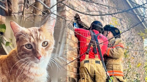 Felix the Cat rests under the tree after Christmas Eve chimney rescue