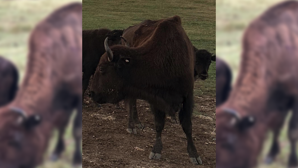 Bison beheading: Reward rises in Cooke County poaching case