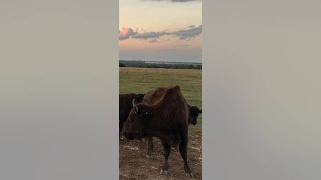 Beheaded bison found in North Texas; sheriff searching for suspects