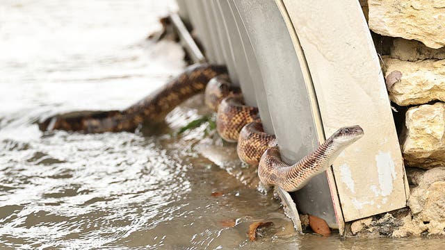 6 Texas rivers where you are most likely to encounter snakes