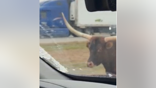 Longhorn trots down I-70 in Indiana, narrowly dodging traffic