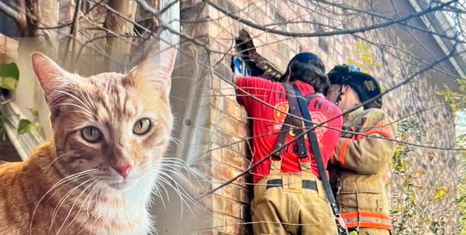 Felix the Cat rests under the tree after Christmas Eve chimney rescue