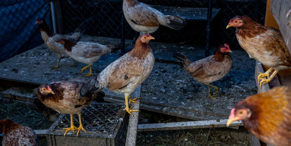 First 2025 commercial case of bird flu reported in Texas