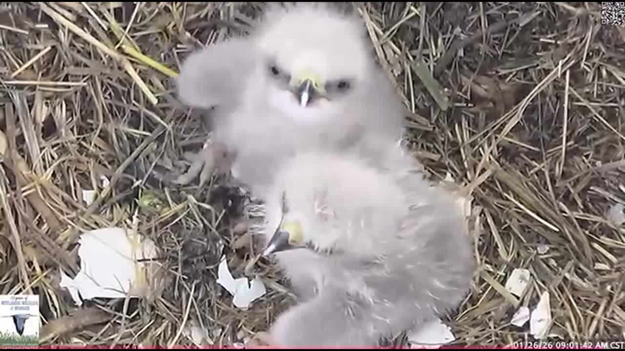 2 baby bald eagles hatch near Dallas during Texas Winter Storm