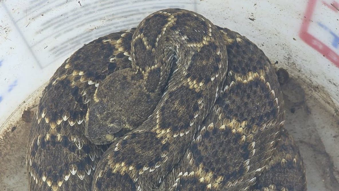 1st Western Diamondback Rattlesnake officially documented in Denton County