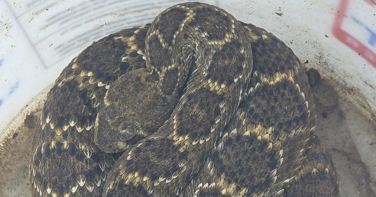 1st Western Diamondback Rattlesnake officially documented in Denton ...