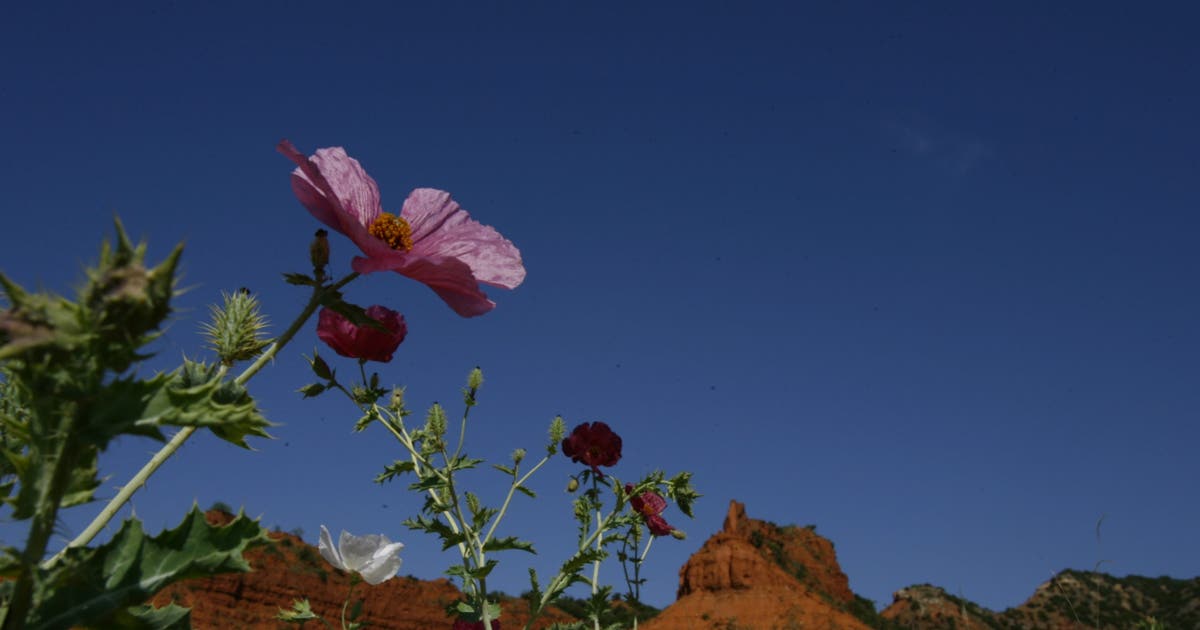 This Texas state park is 5th to get 'Dark Sky' designation