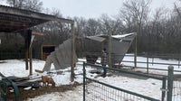 Texas winter storm: Argyle horse therapy company seeks help after roofs damaged