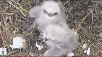 2 baby bald eagles hatch near Dallas during Texas Winter Storm