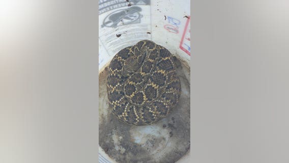 1st Western Diamondback Rattlesnake officially documented in Denton County