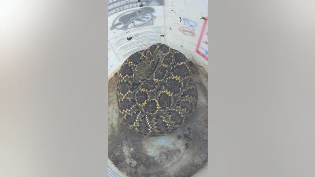 1st Western Diamondback Rattlesnake officially documented in Denton County