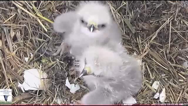 2 baby bald eagles hatch near Dallas during Texas Winter Storm