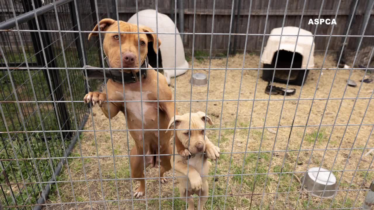 207 dogs rescued in Dallas from suspected dogfighting operation