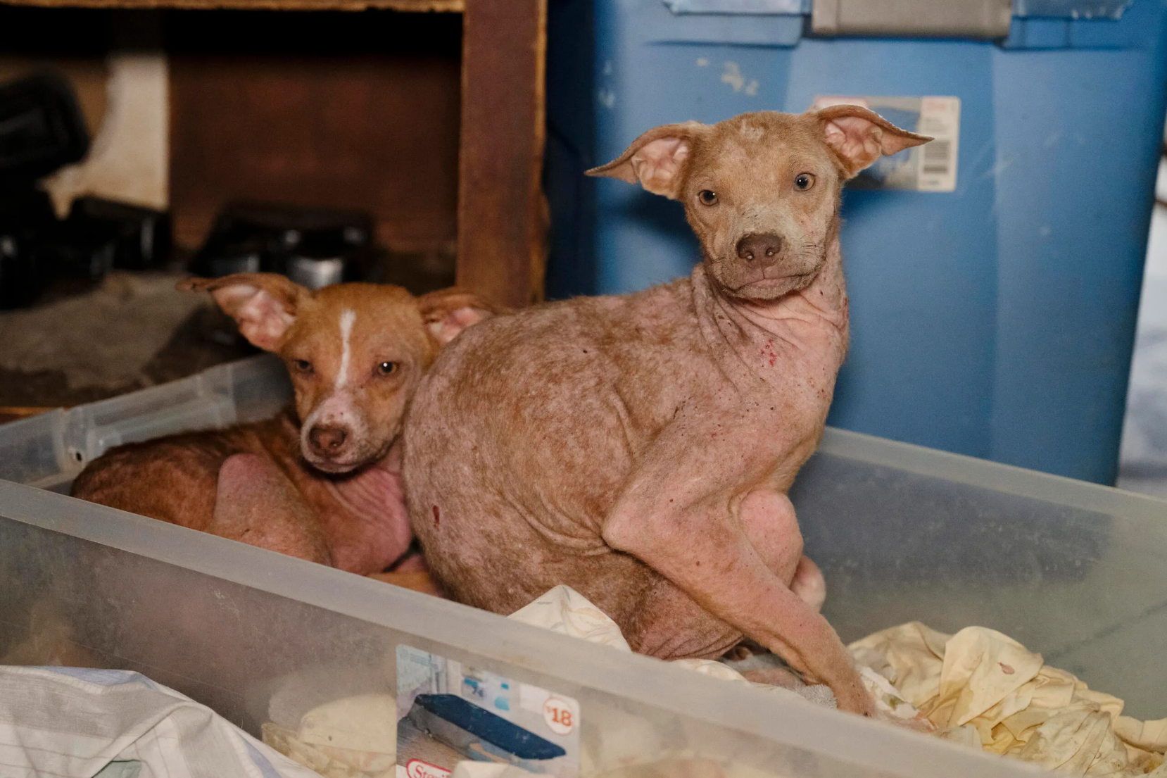 70 'severely neglected' animals rescued from rural Texas home