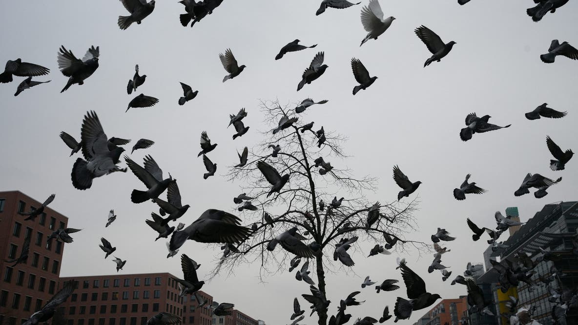 Officials warn of highly pathogenic avian influenza cases in Texas