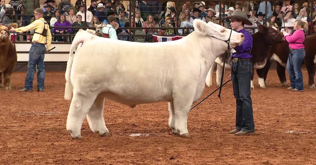 Stock Show Rodeo Fort Worth Stock Show & Rodeo's final weekend includes championship ...