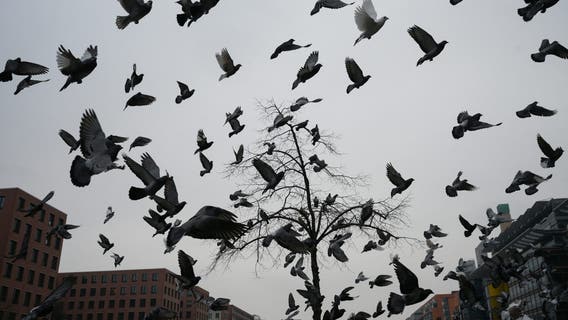 Officials warn of highly pathogenic avian influenza cases in Texas