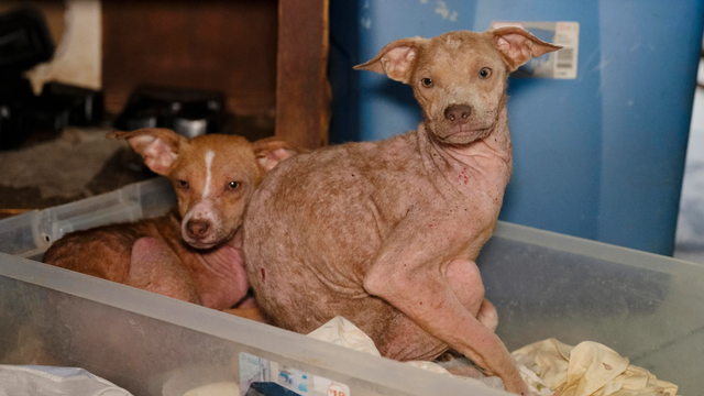 70 'severely neglected' animals rescued from rural Texas home