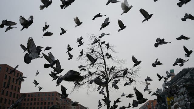 Officials warn of highly pathogenic avian influenza cases in Texas