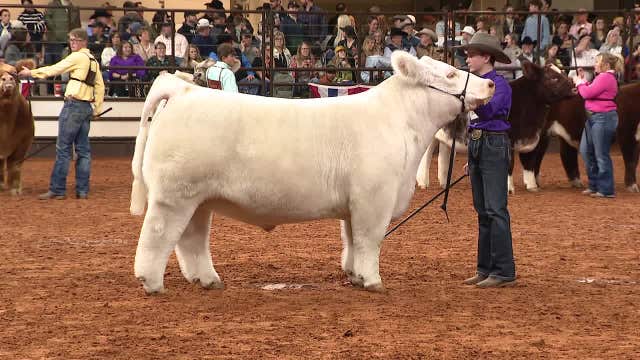 Fort Worth Stock Show & Rodeo's final weekend includes championship steer auction