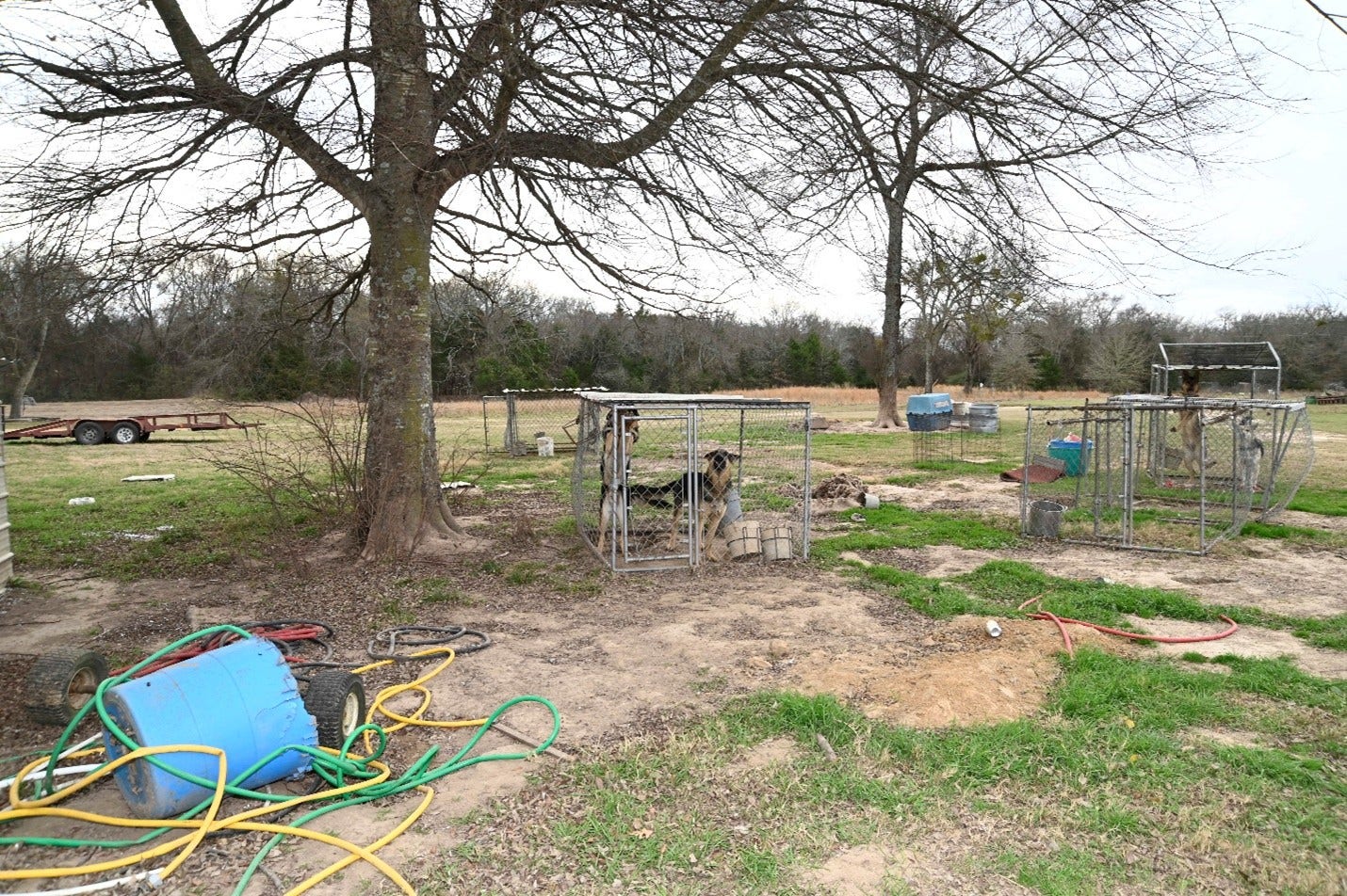 Hopkins County woman indicted for running unlicensed German Shepherd breeding facility