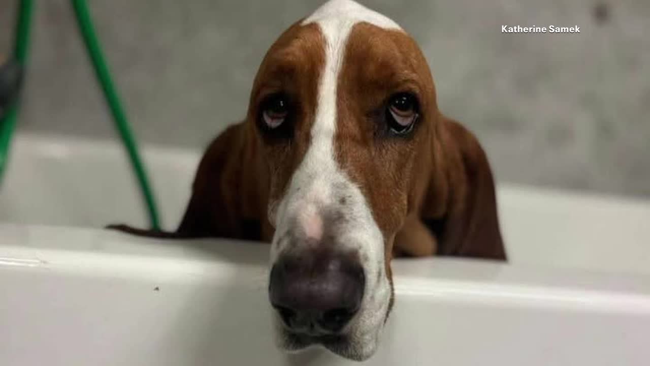 'Sheriff' the basset hound shot 3 times in fenced North Texas yard; family pleads for answers