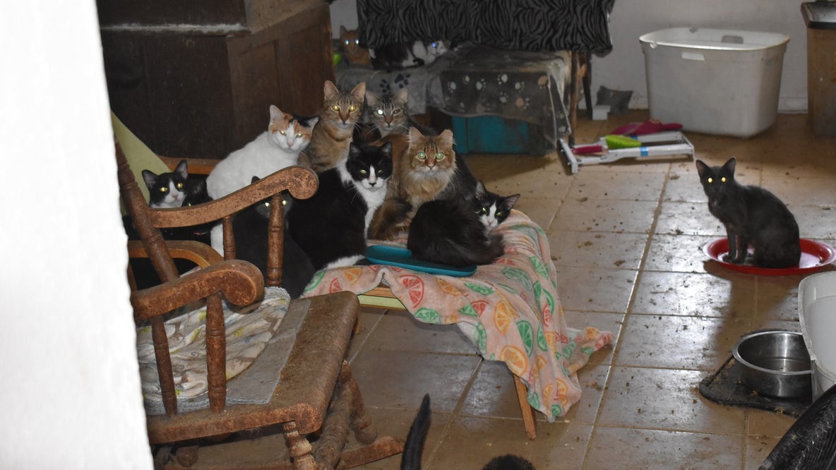 64 cats seized from Garland home with 'deplorable conditions'