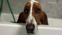 'Sheriff' the basset hound shot 3 times in fenced North Texas yard; family pleads for answers