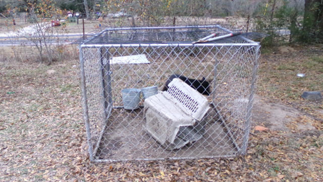 North Texas woman pleads guilty in unlicensed German Shepherd breeding facility case