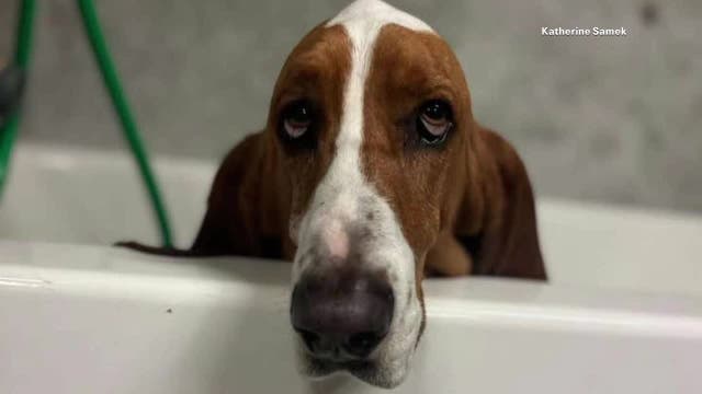'Sheriff' the basset hound shot 3 times in fenced North Texas yard; family pleads for answers