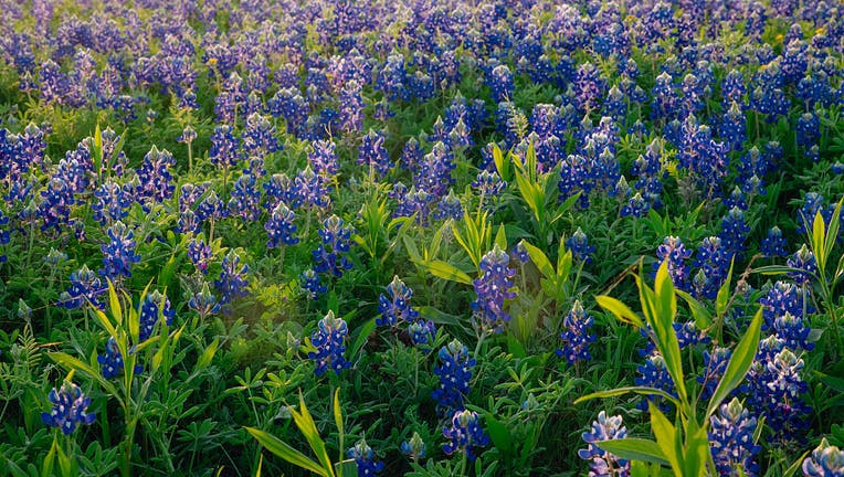 2026 North Texas Bluebonnet Guide: Where to Find the Best DFW