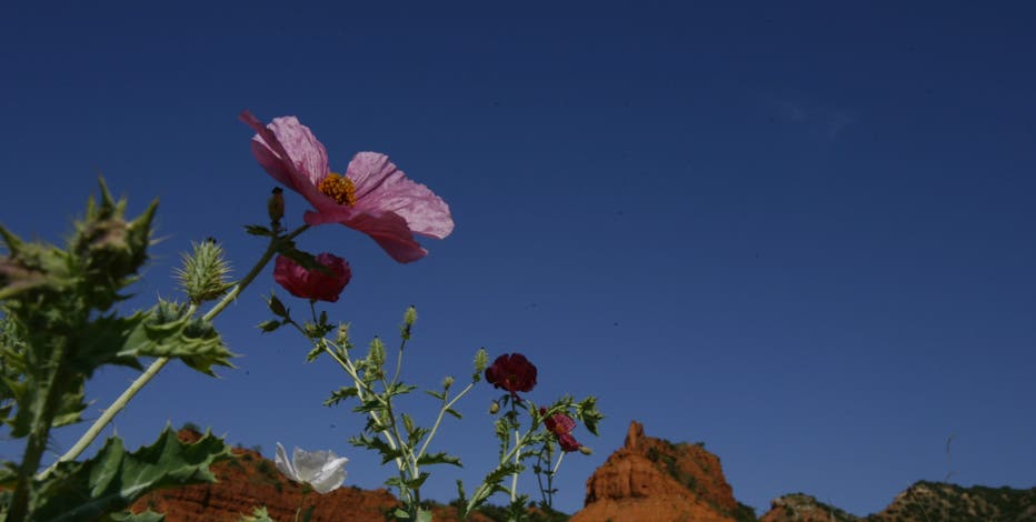 Bison-filled state park in Texas Panhandle gains 2,000 acres of canyonland