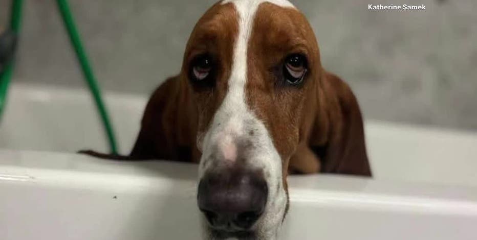 'Sheriff' the basset hound shot 3 times in fenced North Texas yard; family pleads for answers
