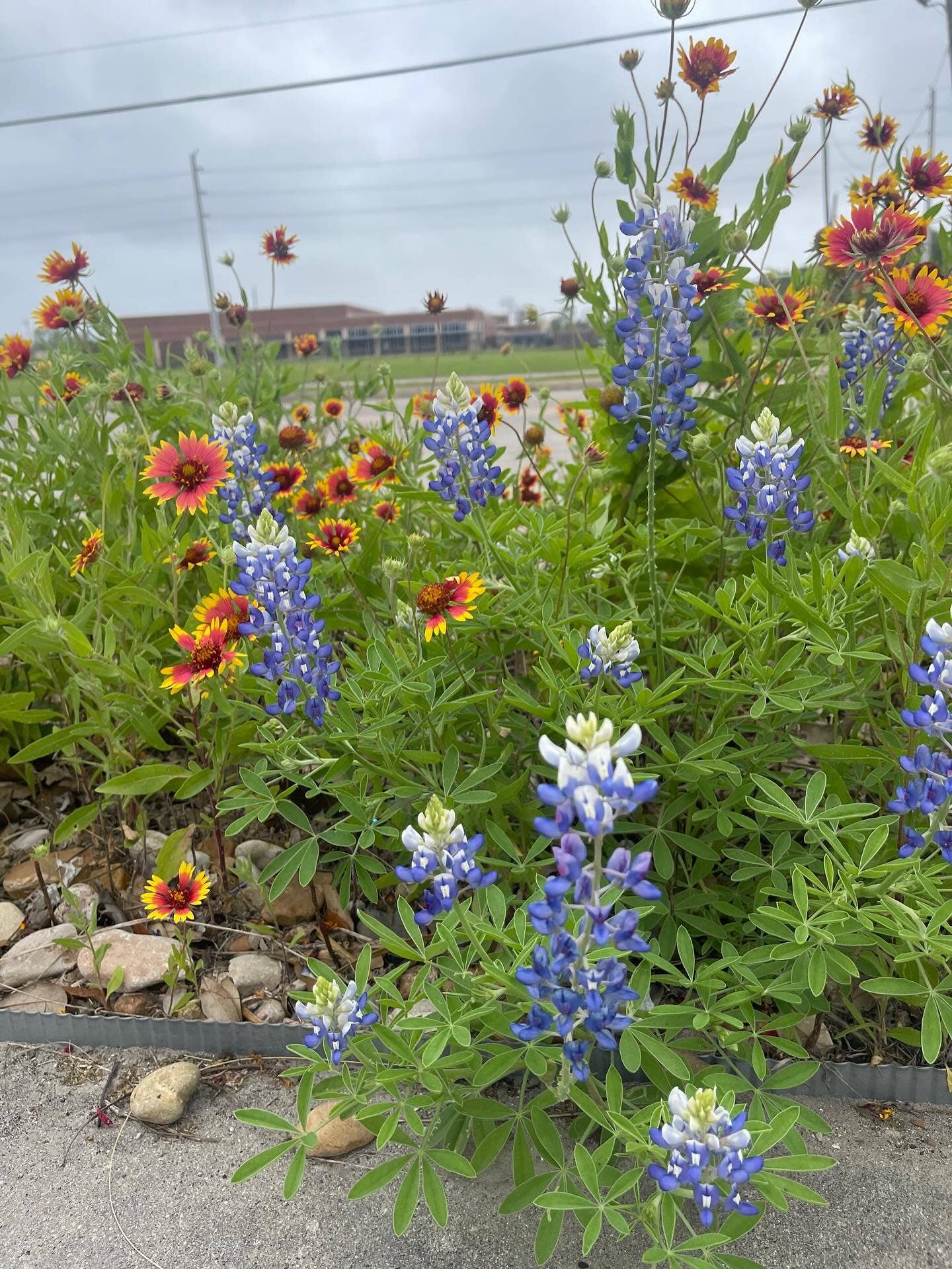 Earth Day: Texas experts reveal 'Superstar' native plants to boost your garden