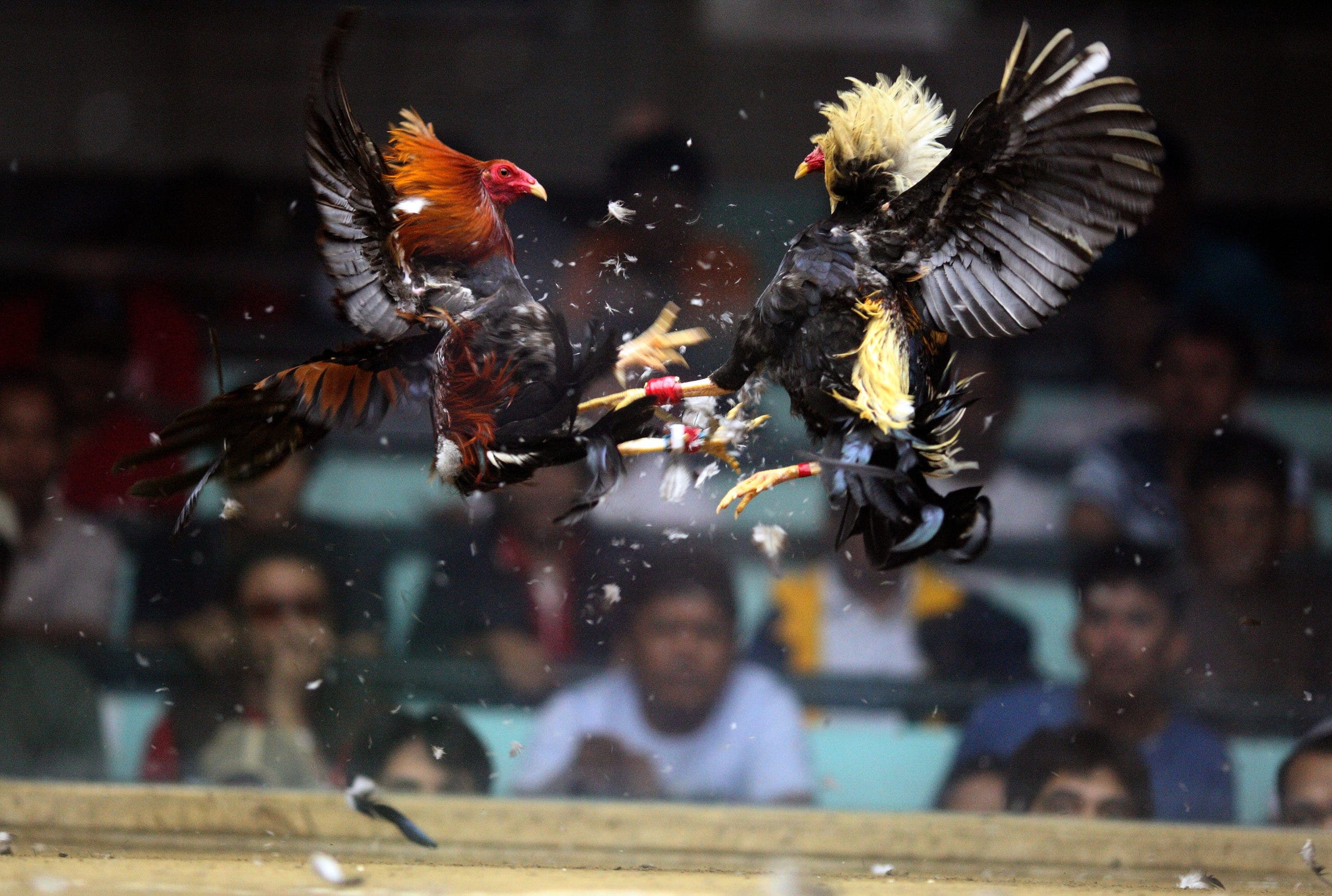 Korean Air bans roosters from flights to Philippines after Texas tied to cockfighting supply