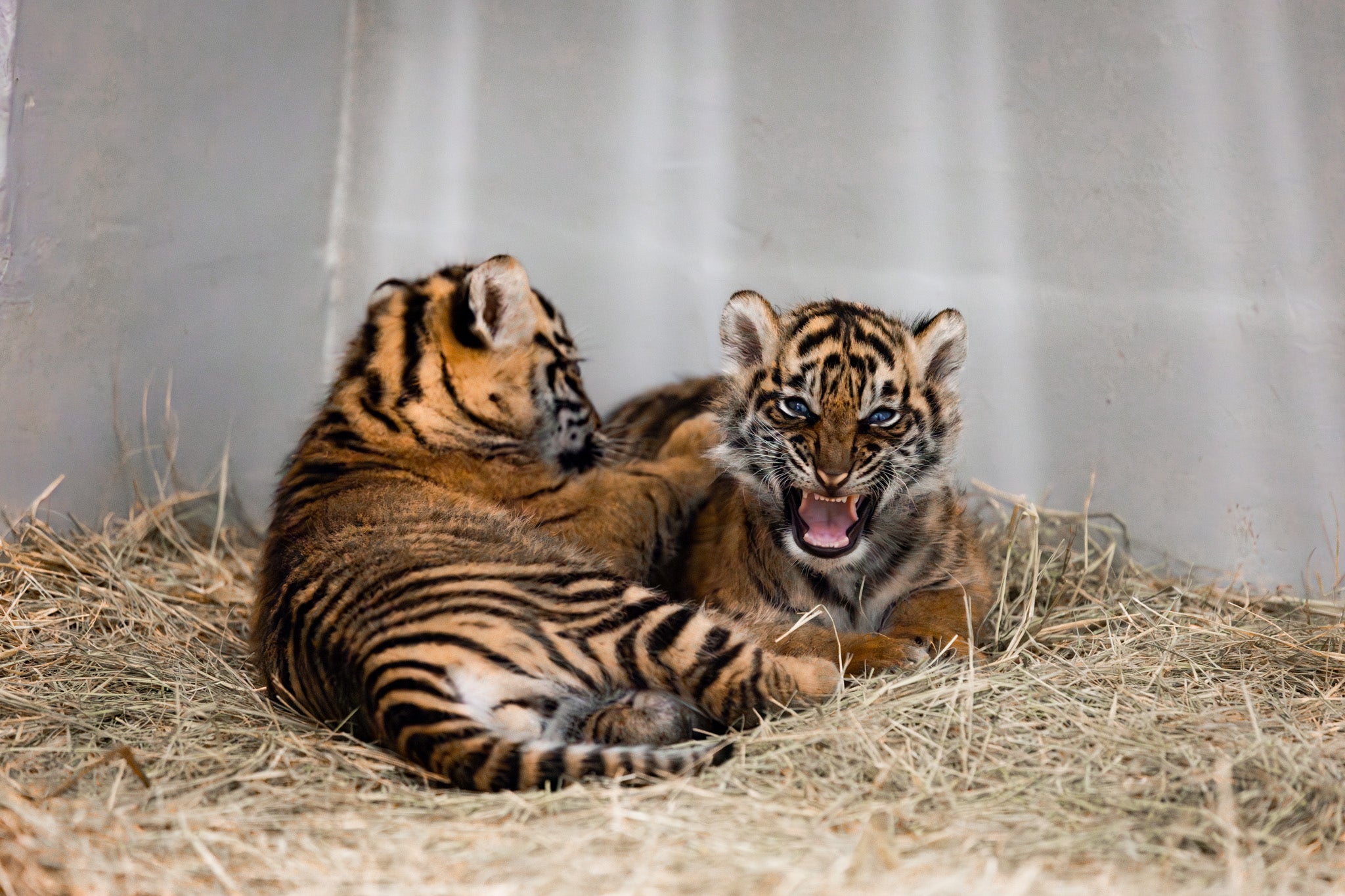 Dallas Zoo asks public to help name new Sumatran tiger cub