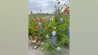 Earth Day: Texas experts reveal 'Superstar' native plants to boost your garden