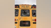 "Adventure Doggy Bus" in The Colony vandalized