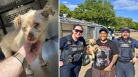 Dog reunited with Irving owner after four years missing