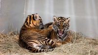 Dallas Zoo asks public to help name new Sumatran tiger cub