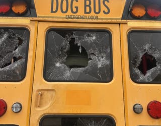 Adventure Doggy Bus