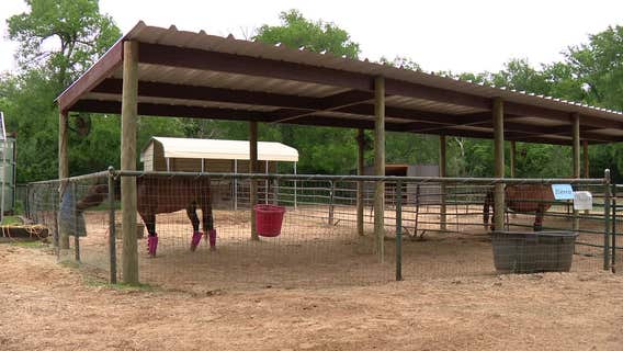 Argyle horse therapy company rebuilt for spring lessons after winter storm damage
