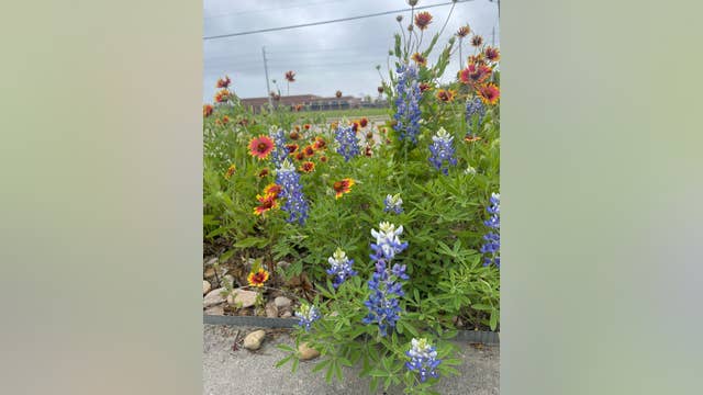 Earth Day: Texas experts reveal 'Superstar' native plants to boost your garden