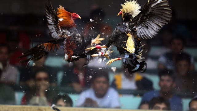 Korean Air bans roosters from flights to Philippines after Texas tied to cockfighting supply