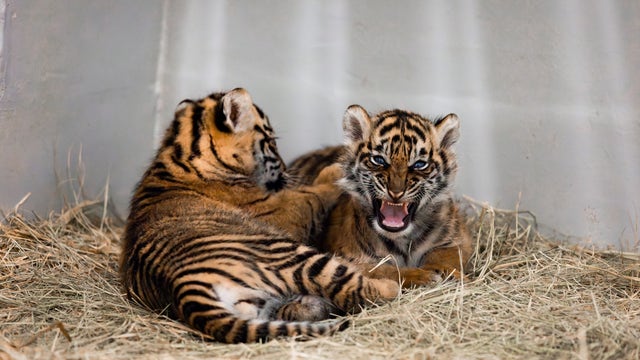 Dallas Zoo asks public to help name new Sumatran tiger cub