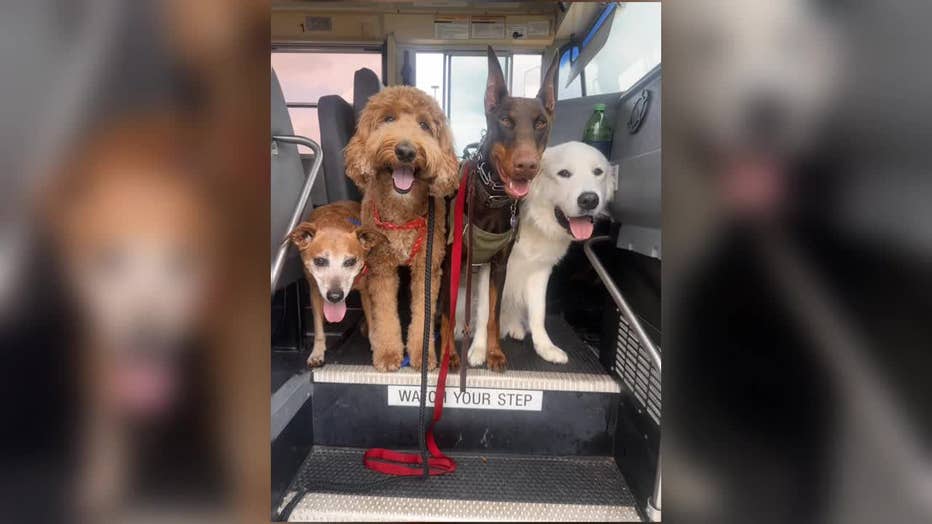 Adventure Doggy Bus