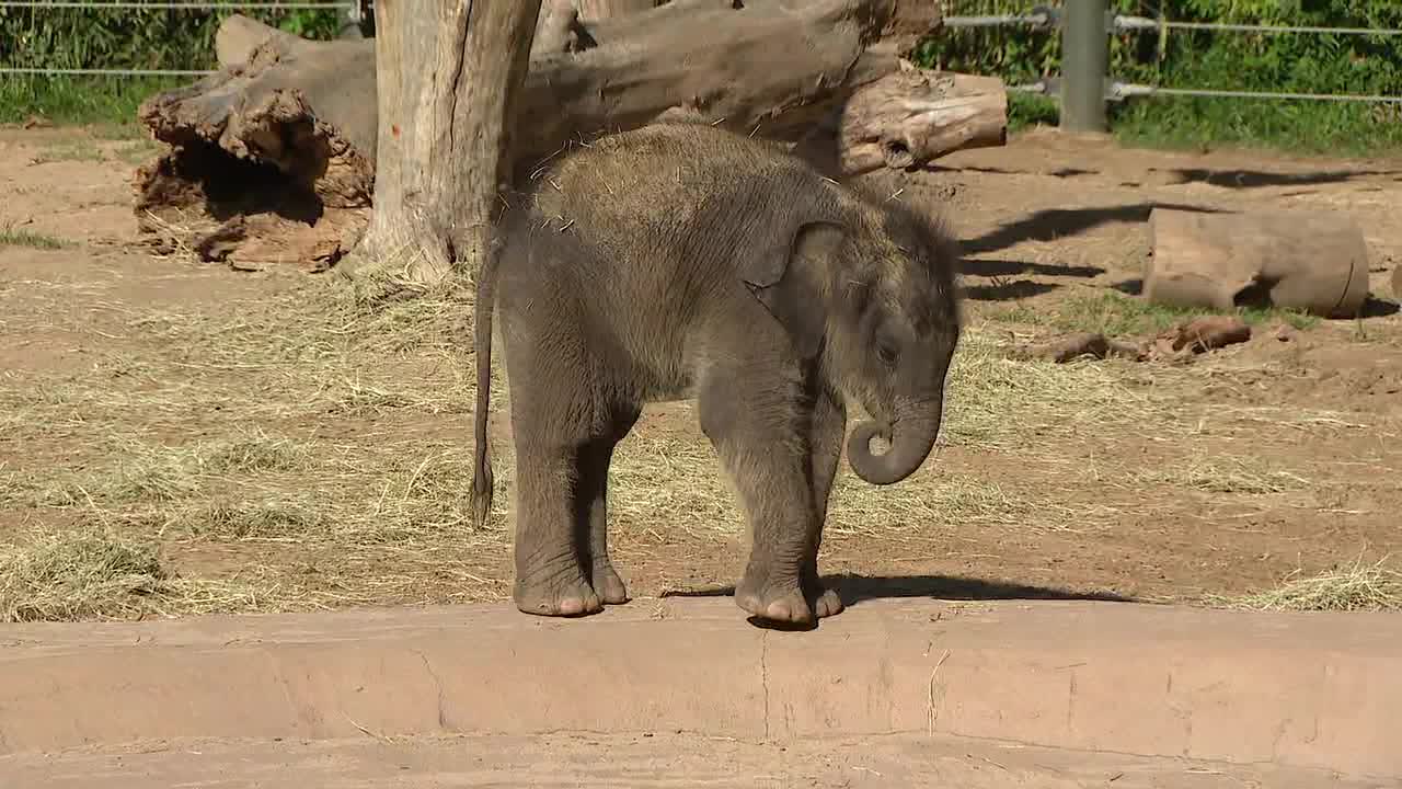 Fort Worth Zoo welcomes new baby elephant with a truly Texas name