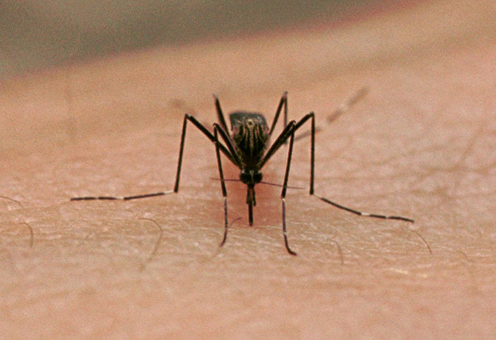 2 Texas cities in top 10 for most mosquito-infested hubs