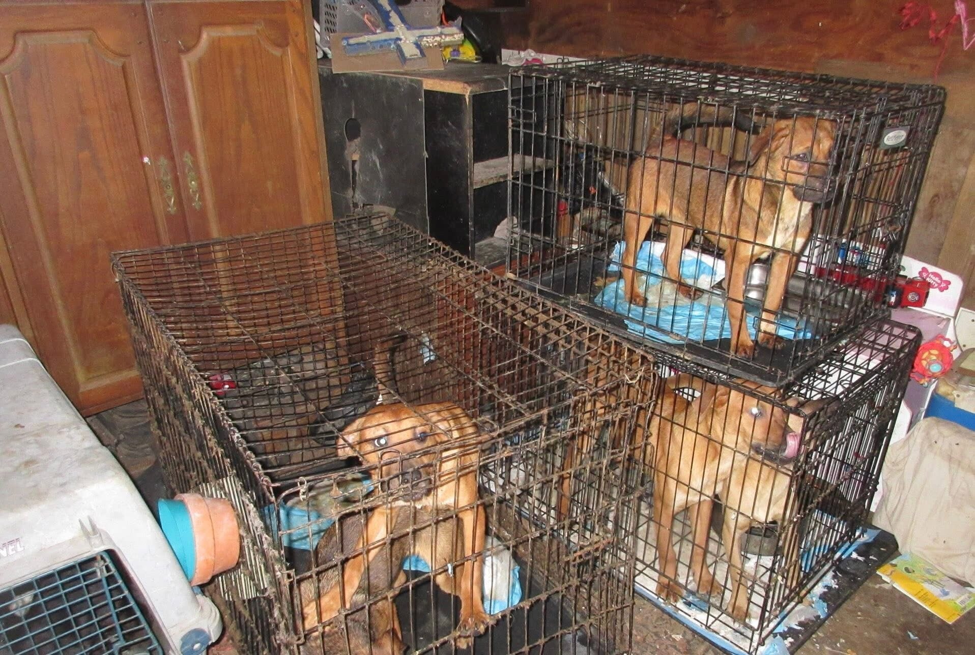 125+ dogs rescued from Ellis County hoarding site
