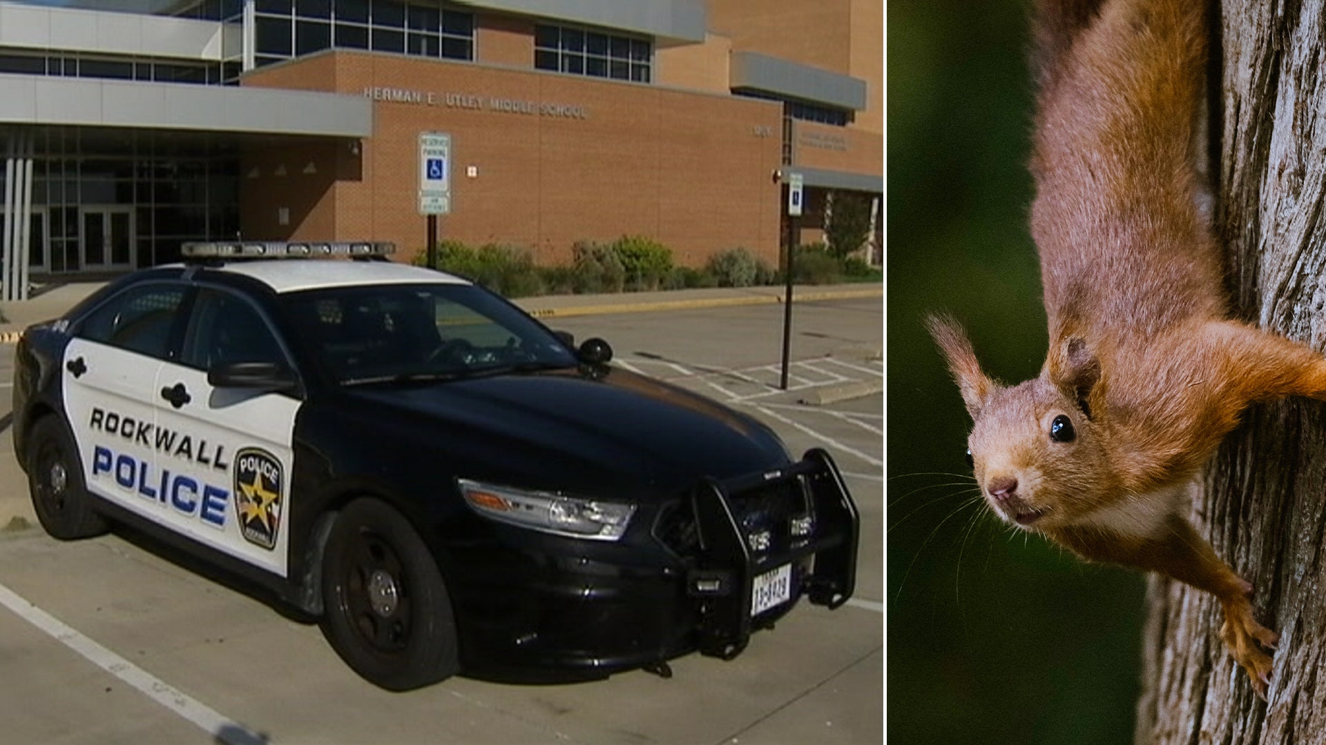 Rockwall squirrel shooter causes elementary school lockdown